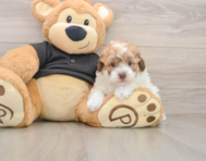 7 week old Poodle Puppy For Sale - Pilesgrove Pups