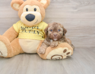 7 week old Poodle Puppy For Sale - Pilesgrove Pups