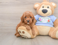8 week old Poodle Puppy For Sale - Pilesgrove Pups