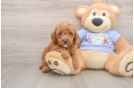 Poodle Pup Being Cute