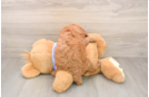 Poodle Puppy for Adoption