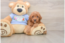 Poodle Puppy for Adoption