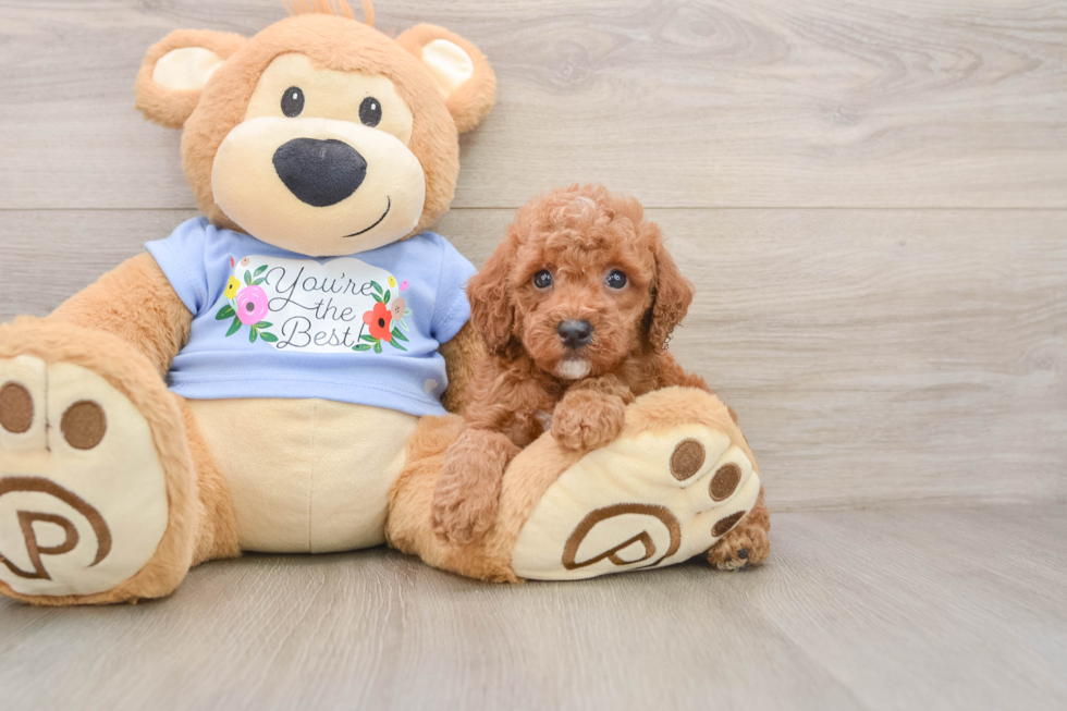Poodle Puppy for Adoption