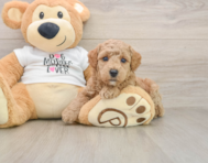 7 week old Poodle Puppy For Sale - Pilesgrove Pups