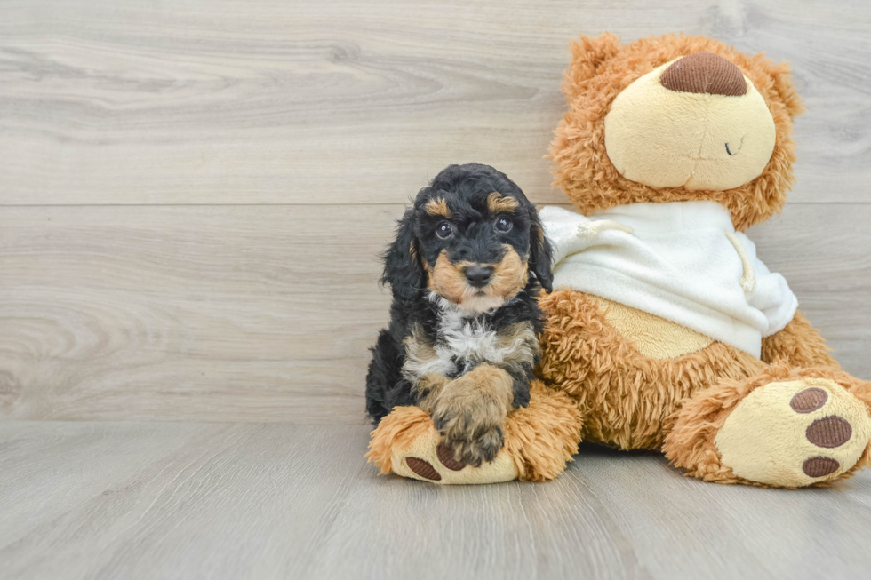 Poodle Puppy for Adoption