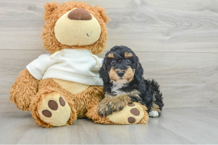 Fluffy Pooodle Purebred Puppy