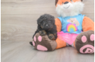 Little Poodle Baby