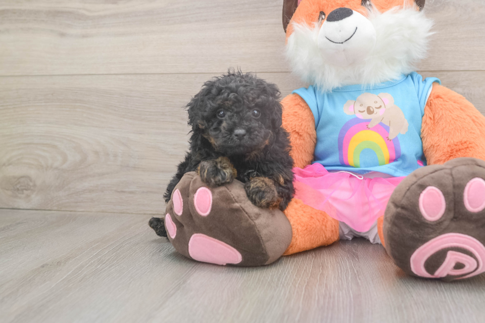 Little Poodle Baby