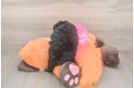 Friendly Poodle Purebred Pup