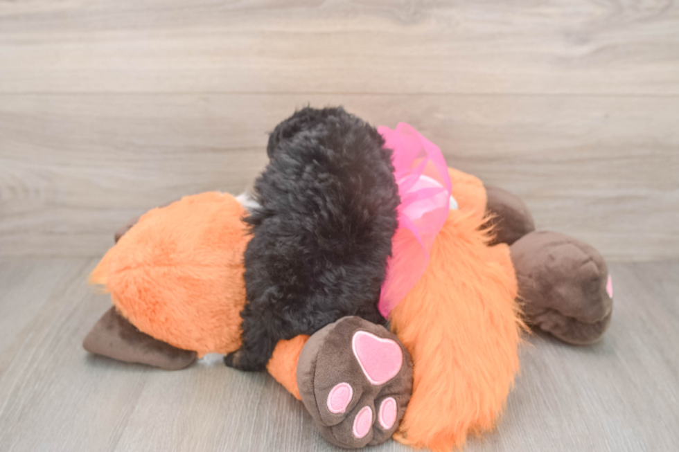 Friendly Poodle Purebred Pup