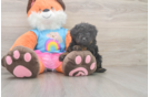 Sweet Pooodle Purebred Puppy