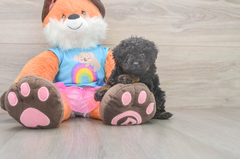 5 week old Poodle Puppy For Sale - Pilesgrove Pups
