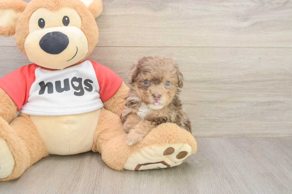 5 week old Poodle Puppy For Sale - Pilesgrove Pups