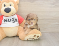7 week old Poodle Puppy For Sale - Pilesgrove Pups 7 week old Poodle Puppy For Sale - Pilesgrove Pups
