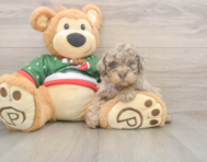 8 week old Poodle Puppy For Sale - Pilesgrove Pups