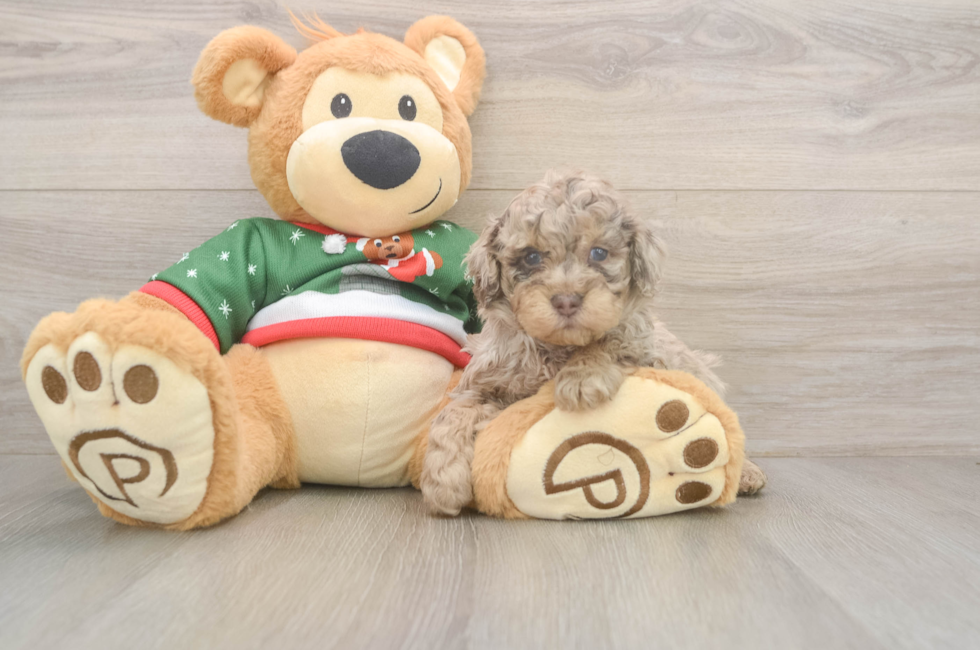 5 week old Poodle Puppy For Sale - Pilesgrove Pups