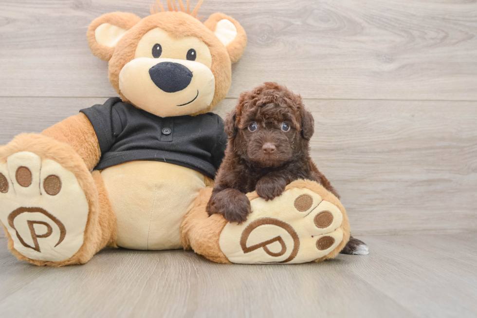 Poodle Puppy for Adoption