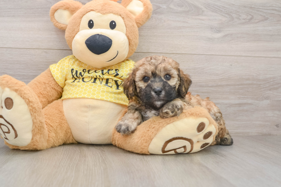 Poodle Pup Being Cute