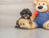 10 week old Poodle Puppy For Sale - Pilesgrove Pups
