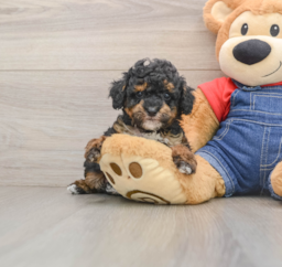 11 week old Poodle Puppy For Sale - Pilesgrove Pups