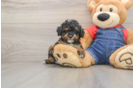 Poodle Pup Being Cute