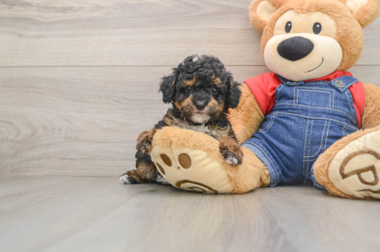 Poodle Pup Being Cute