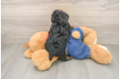 Funny Poodle Purebred Pup