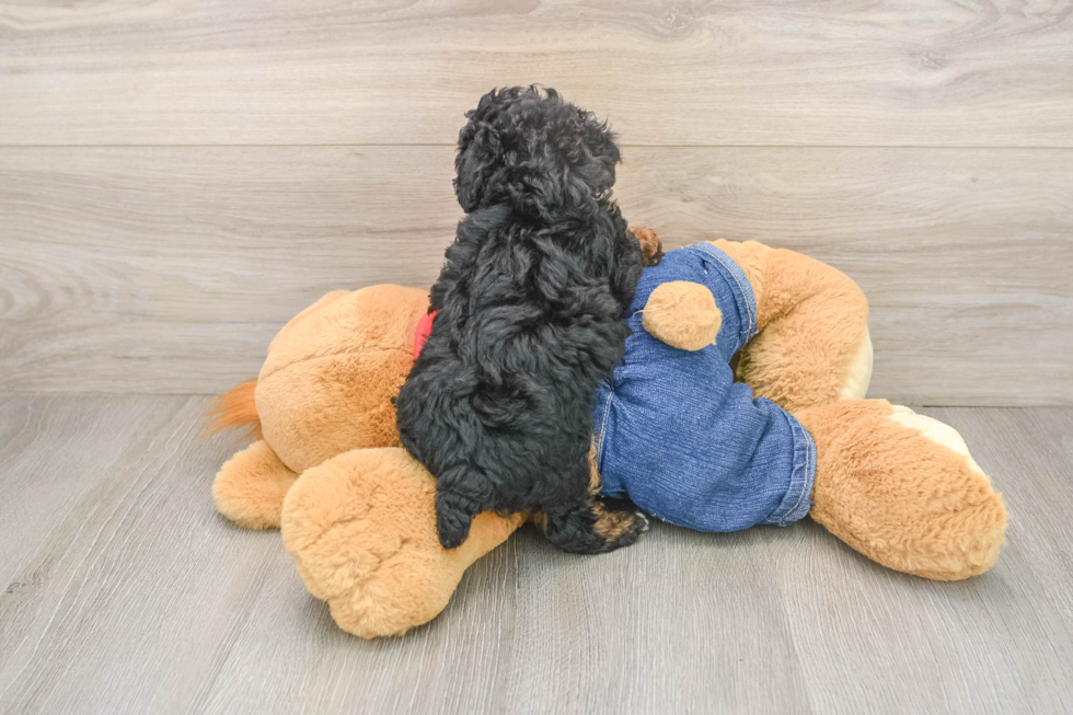 Funny Poodle Purebred Pup
