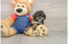 Playful Poodle Purebred Pup