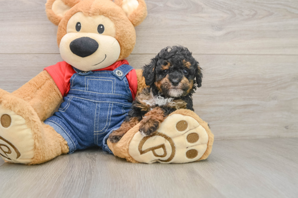 Playful Poodle Purebred Pup