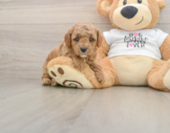 7 week old Poodle Puppy For Sale - Pilesgrove Pups