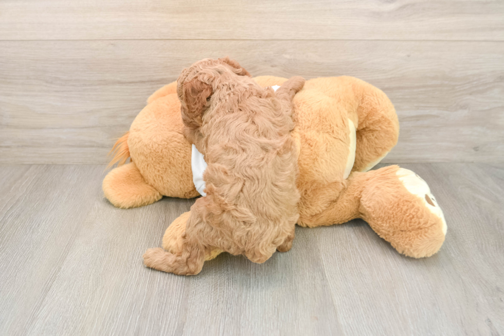 Poodle Puppy for Adoption