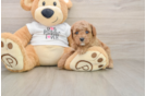 Poodle Pup Being Cute