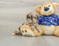 6 week old Poodle Puppy For Sale - Pilesgrove Pups