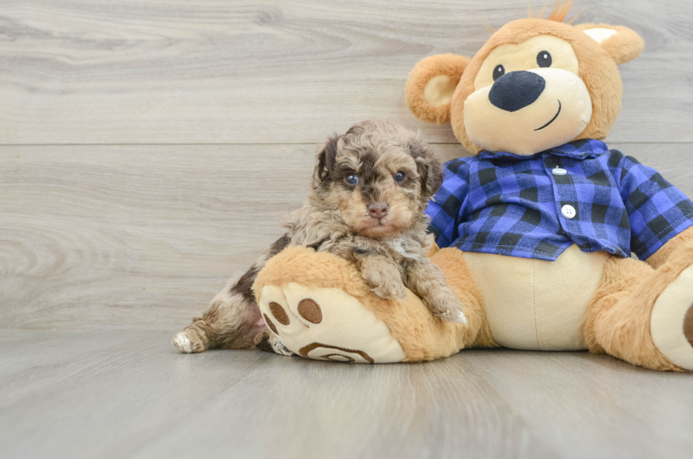 6 week old Poodle Puppy For Sale - Pilesgrove Pups