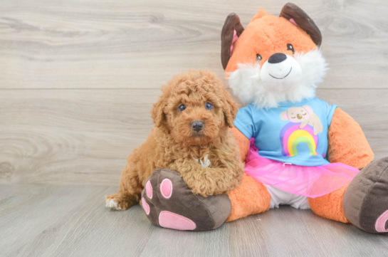 Popular Poodle Purebred Pup