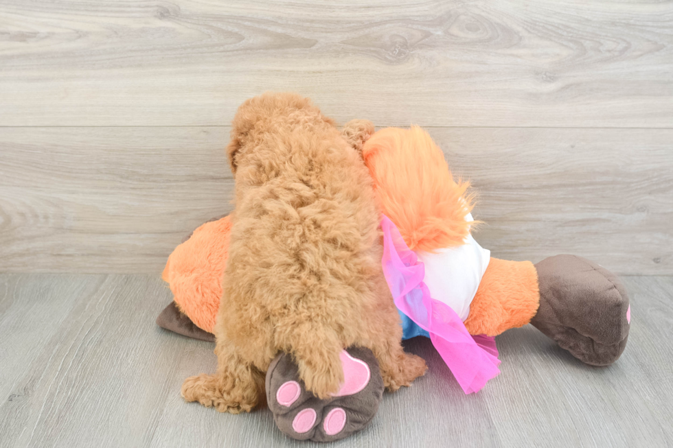Popular Poodle Purebred Pup