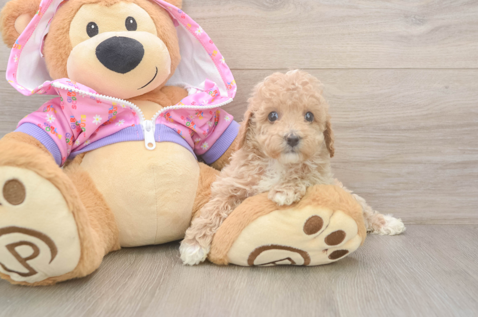 6 week old Poodle Puppy For Sale - Pilesgrove Pups
