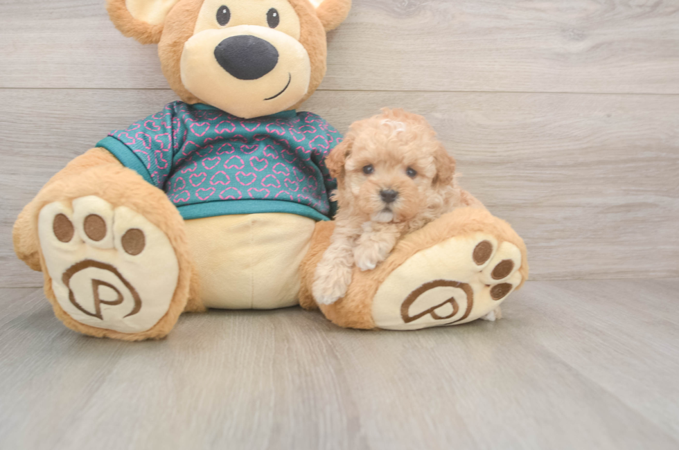 5 week old Poodle Puppy For Sale - Pilesgrove Pups