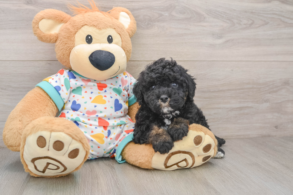 Poodle Pup Being Cute