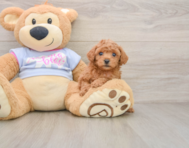 6 week old Poodle Puppy For Sale - Pilesgrove Pups