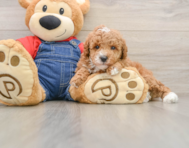 6 week old Poodle Puppy For Sale - Pilesgrove Pups