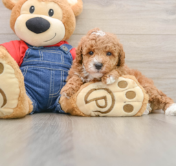 7 week old Poodle Puppy For Sale - Pilesgrove Pups