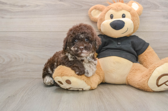 Poodle Puppy for Adoption