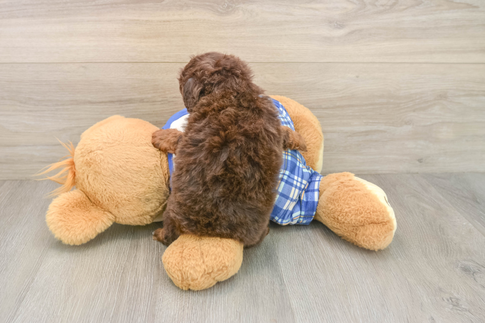 Best Poodle Baby