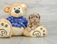 6 week old Poodle Puppy For Sale - Pilesgrove Pups