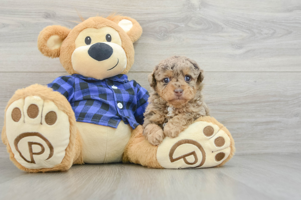 6 week old Poodle Puppy For Sale - Pilesgrove Pups