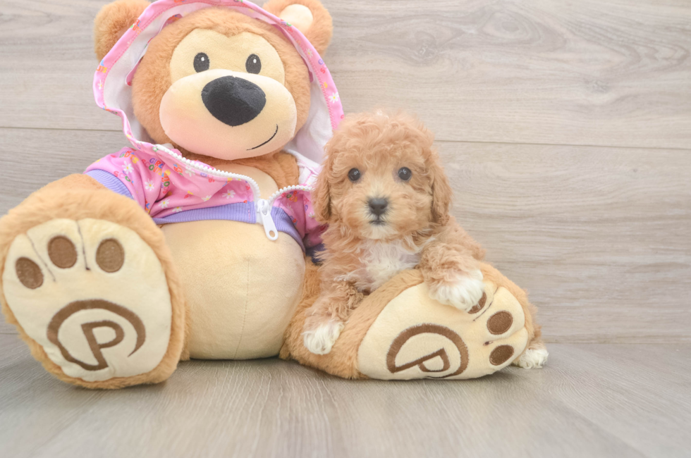 7 week old Poodle Puppy For Sale - Pilesgrove Pups