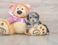 7 week old Poodle Puppy For Sale - Pilesgrove Pups