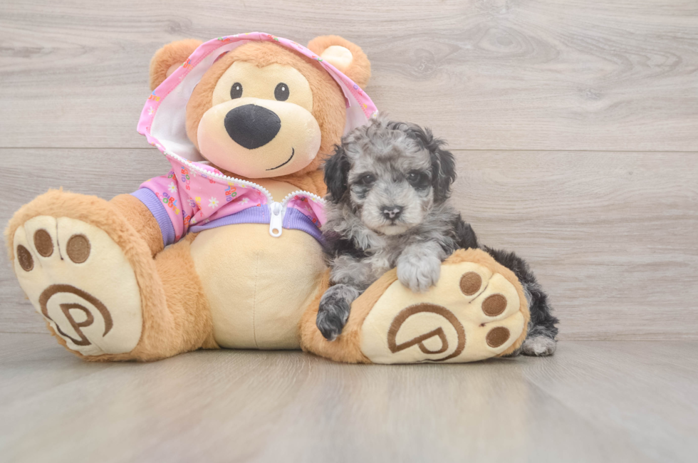 5 week old Poodle Puppy For Sale - Pilesgrove Pups
